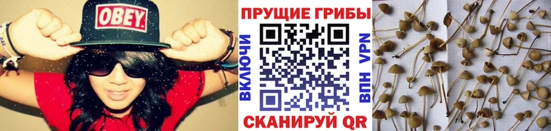 ссылка на мегу как войти  Коммунар  Галлюциногенные грибы Psilocybine cubensis 